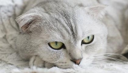 星辰影院快读不快信:先问对象有没有偷换,再把镜头选择写明(三步校正)