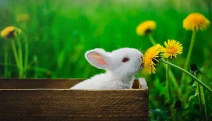 读西瓜视频做口径对拍:核对传播链是不是断开后再把定论改成概率句